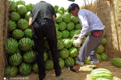 赤峰西瓜代辦網(wǎng)點(diǎn)電話是多少號(hào)