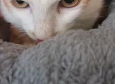 赤峰溜浪貓基地電話地址查詢