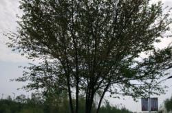 赤峰樟子松植物園電話號碼是多少