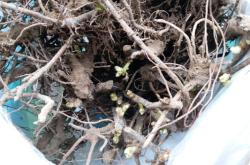 赤峰市葡萄苗售賣電話地址查詢