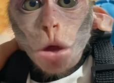 赤峰大嘴猴靈堂電話號碼查詢