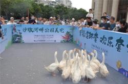 赤峰賣活大鵝的地方電話號(hào)碼