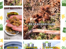 赤峰蒼耳子加工廠電話號碼