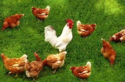 內(nèi)蒙赤峰有屠宰場(chǎng)嘛電話號(hào)碼