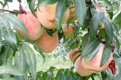 赤峰哪里有桃樹(shù)