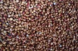 赤峰市高粱收購聯(lián)系電話號碼