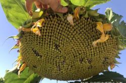 赤峰種子化肥批發(fā)市場(chǎng)電話號(hào)碼