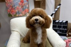 赤峰寵物店直播剪發(fā)電話號碼