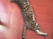 赤峰大奇寵物店地址電話號碼