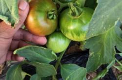 赤峰寧城玉米全膜機(jī)售后電話號碼