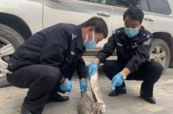 赤峰通遼寵物醫(yī)院電話多少號