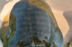 赤峰活甲魚店電話號碼多少號