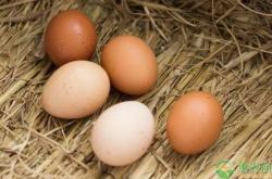 赤峰寧城縣打蛋子店電話號碼