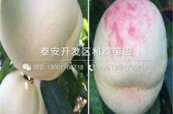 赤峰果樹苗基地電話多少號