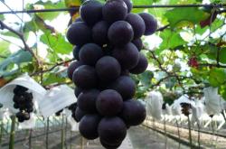 赤峰禾木大棚制造廠電話號(hào)碼