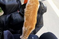 赤峰橘貓咖啡館電話地址查詢