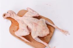 赤峰市賣乳鴿電話號碼多少