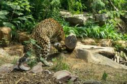 赤峰紅山動物園電話多少號