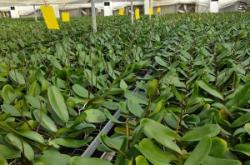 赤峰蝴蝶蘭種苗基地電話號(hào)碼