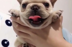 赤峰市法斗幼犬出售電話號(hào)碼