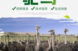 赤峰駝鳥養(yǎng)殖場電話多少號