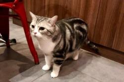 赤峰貓咖酒吧電話多少號啊