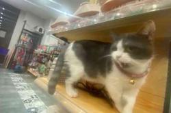 赤峰市孵化寵物店電話號碼