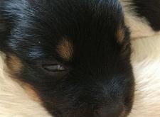 赤峰狗狗之家電話號(hào)碼多少號(hào)