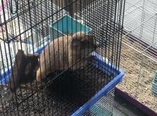 赤峰領養(yǎng)寵物店電話多少號