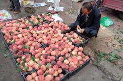 赤峰市水果直播間電話地址查詢