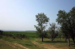 赤峰三眼井采摘柿子電話地址