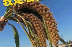 赤峰市收購谷子電話號(hào)碼是多少