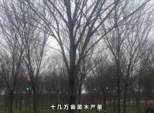 赤峰市宜林苗木公司電話號(hào)碼