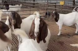 赤峰羊苗代收電話地址是多少號