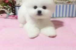 赤峰博美出售信息電話號(hào)碼查詢