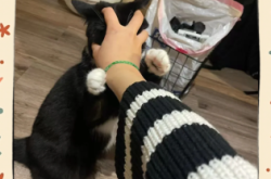 赤峰尋寵團(tuán)隊(duì)電話號(hào)碼查詢是多少