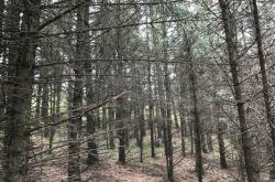 赤峰市收購(gòu)樹(shù)林電話(huà)是多少號(hào)