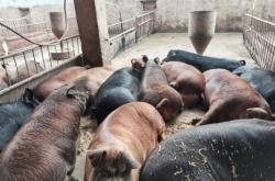 赤峰賣豬下貨的地方電話號碼