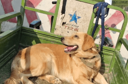 赤峰狗市收狗電話號碼是多少