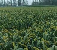 赤峰拾禾谷子店電話號(hào)碼查詢