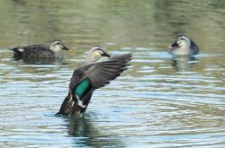 赤峰賣小鴨子的地方電話號(hào)碼
