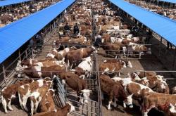 赤峰全牛滋補(bǔ)鍋配送電話號碼