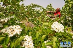 赤峰山楂種植基地電話多少號