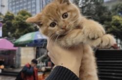 赤峰橘貓買賣網(wǎng)站電話地址查詢