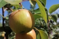 赤峰梨采摘園地址電話是多少號