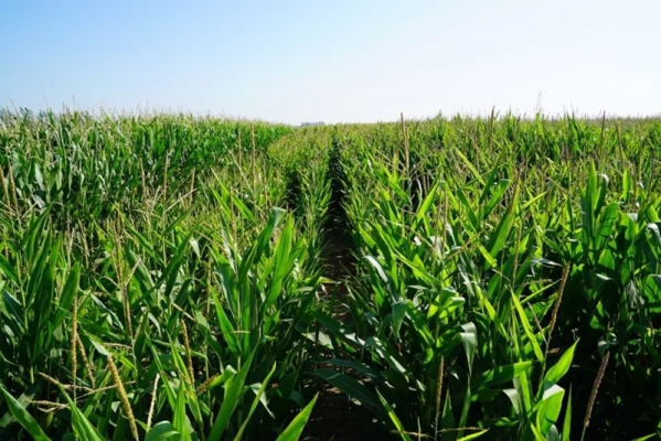 赤峰苞米種植基地電話號碼查詢-第1張圖片