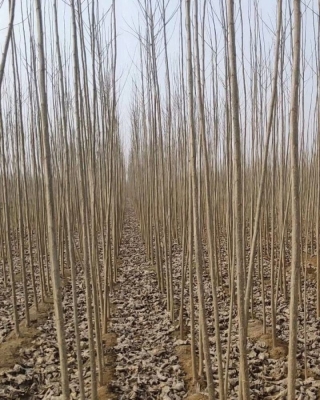 赤峰楊哥救援隊電話地址查詢-第1張圖片