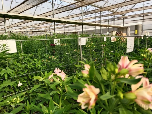 赤峰海盛鮮花店電話(huà)號(hào)碼多少-第1張圖片