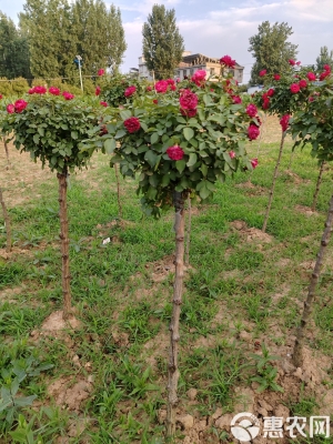 赤峰月季花苗圃商家電話號碼-第1張圖片
