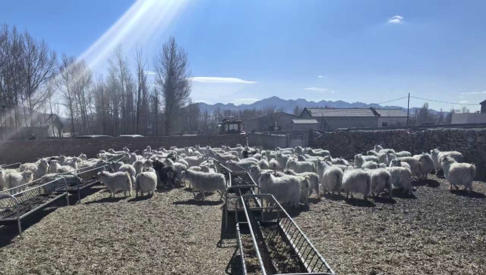 赤峰山羊 屠宰場(chǎng)電話號(hào)碼查詢-第1張圖片